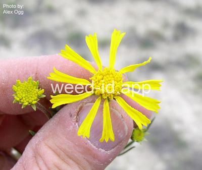 sneezeweed, orange
