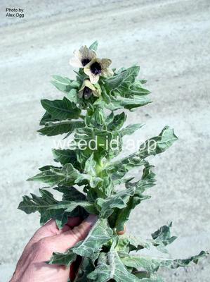 henbane, black