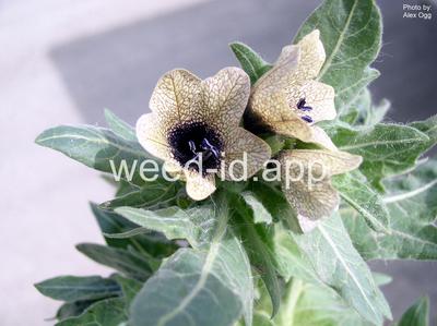 henbane, black