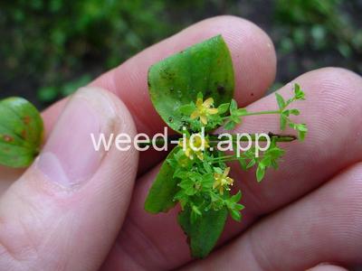 St. John's-wort, dwarf