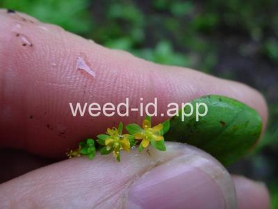 St. John's-wort, dwarf