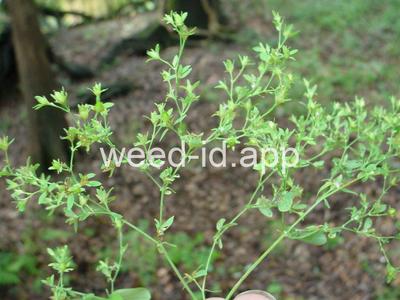 St. John's-wort, dwarf