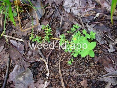 St. John's-wort, dwarf