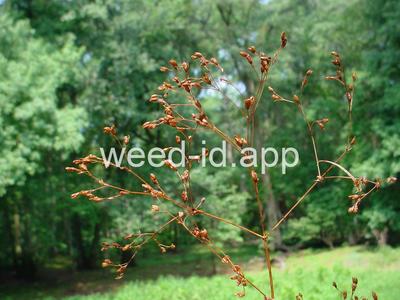 St. John's-wort, dwarf