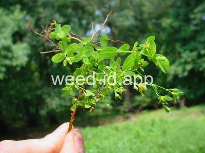 St. John's-wort, dwarf