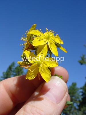 St. Johnswort, common