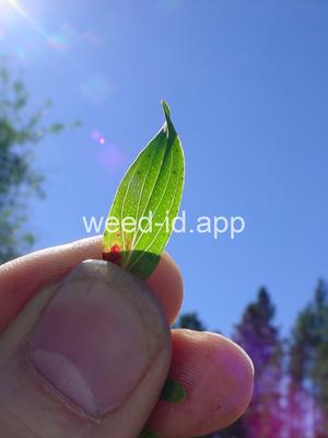 St. Johnswort, common