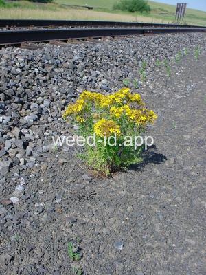 St. Johnswort, common
