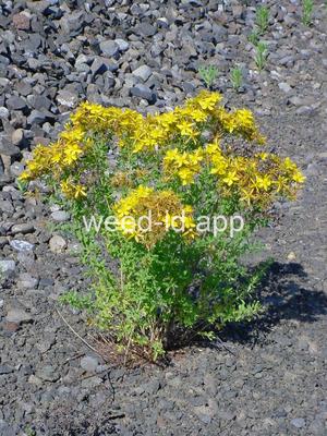 St. Johnswort, common