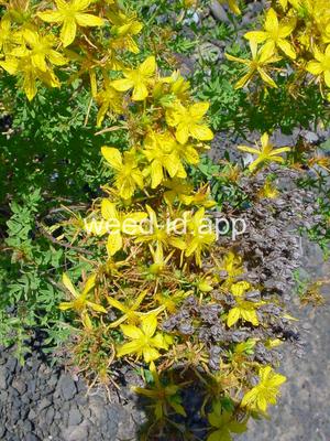 St. Johnswort, common
