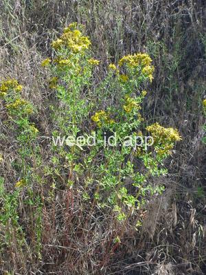 St. Johnswort, common