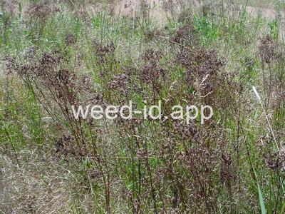 St. Johnswort, common