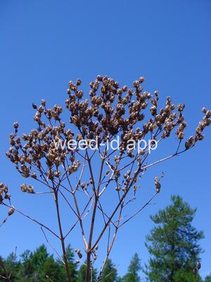 St. Johnswort, common
