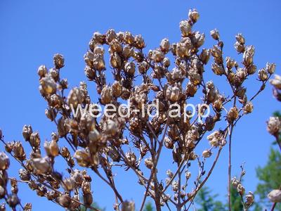 St. Johnswort, common