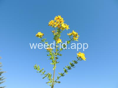 St. Johnswort, common