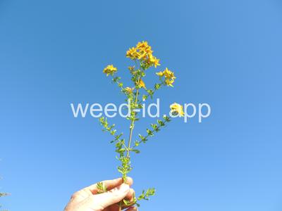 St. Johnswort, common