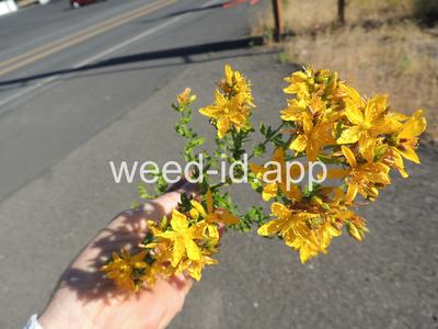 St. Johnswort, common