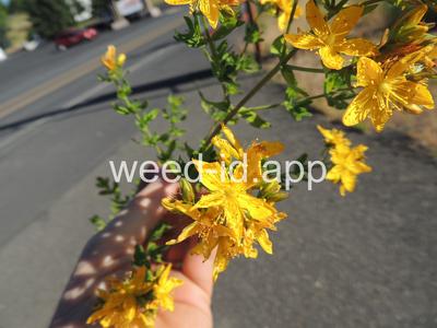 St. Johnswort, common
