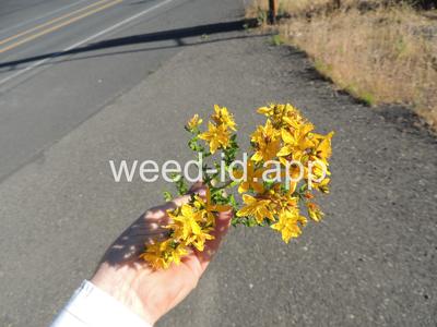 St. Johnswort, common