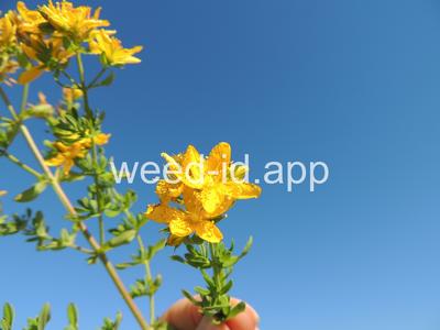 St. Johnswort, common