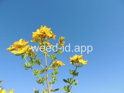 St. Johnswort, common