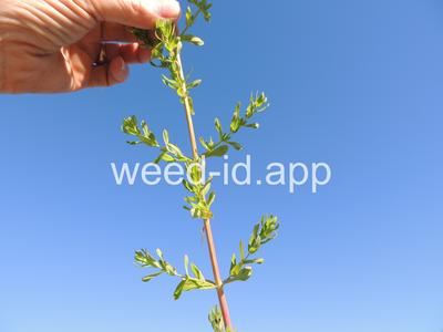 St. Johnswort, common