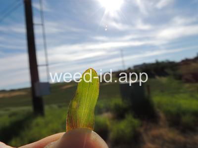 St. Johnswort, common