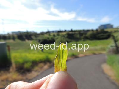 St. Johnswort, common