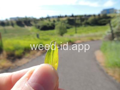 St. Johnswort, common