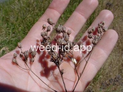St. Johnswort, common