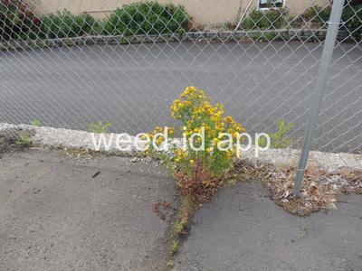 St. Johnswort, common