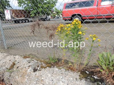 St. Johnswort, common