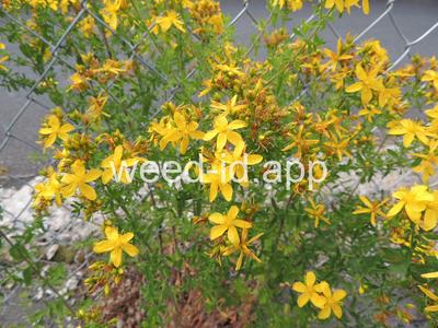 St. Johnswort, common