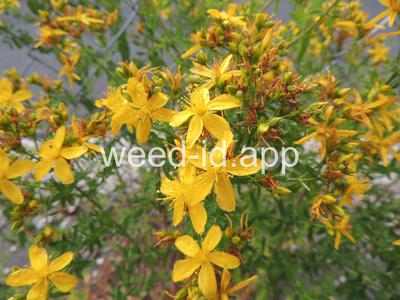 St. Johnswort, common