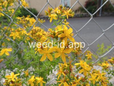 St. Johnswort, common