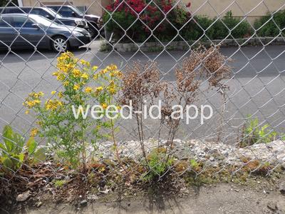 St. Johnswort, common