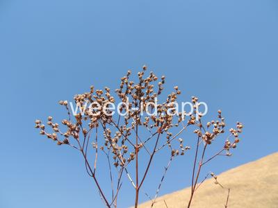 St. Johnswort, common