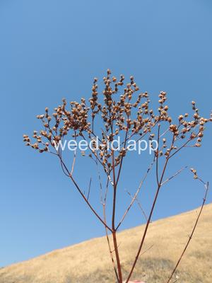 St. Johnswort, common