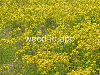 St. Johnswort, common