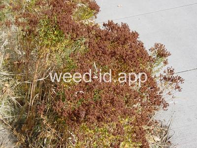 St. Johnswort, common