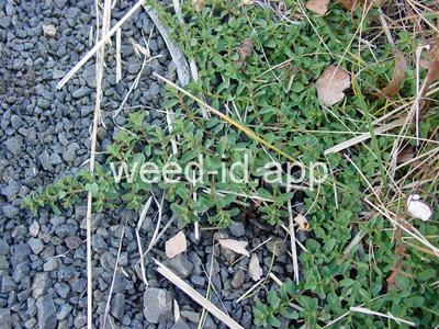 St. Johnswort, common