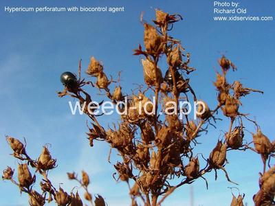 St. Johnswort, common