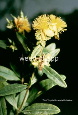 St. Johnswort, shrubby