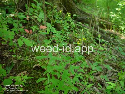 St. Johnswort, spotted