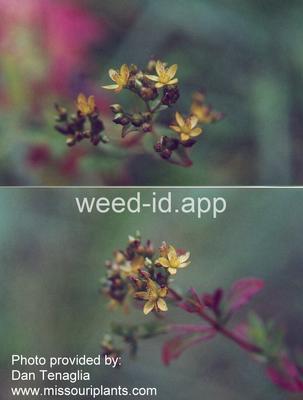 St. Johnswort, spotted