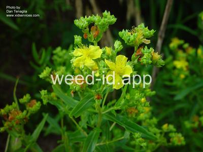 St. Johnswort, roundfruit