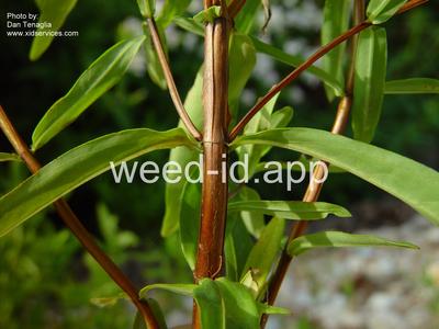 St. Johnswort, roundfruit