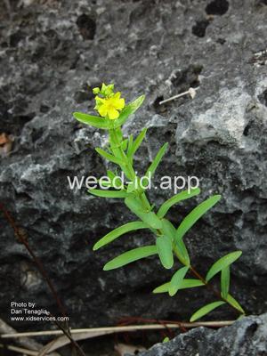 St. Johnswort, roundfruit