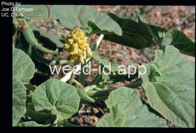 devil's claw, yellow