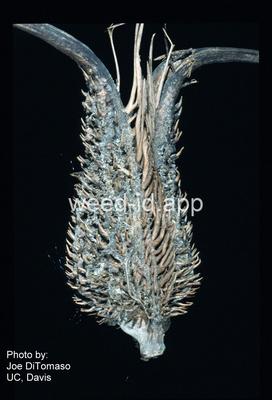 devil's claw, yellow